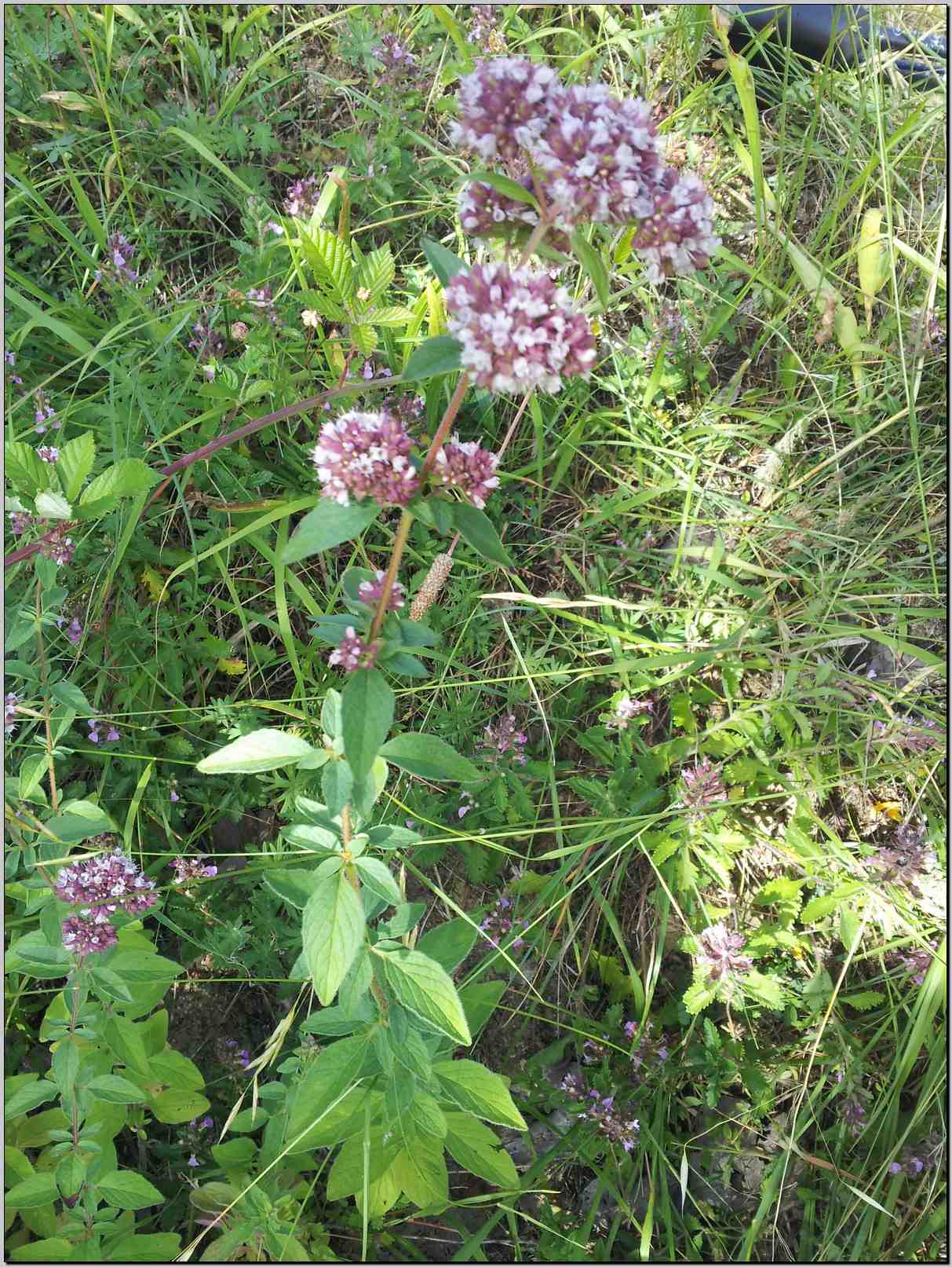 Origanum vulgare