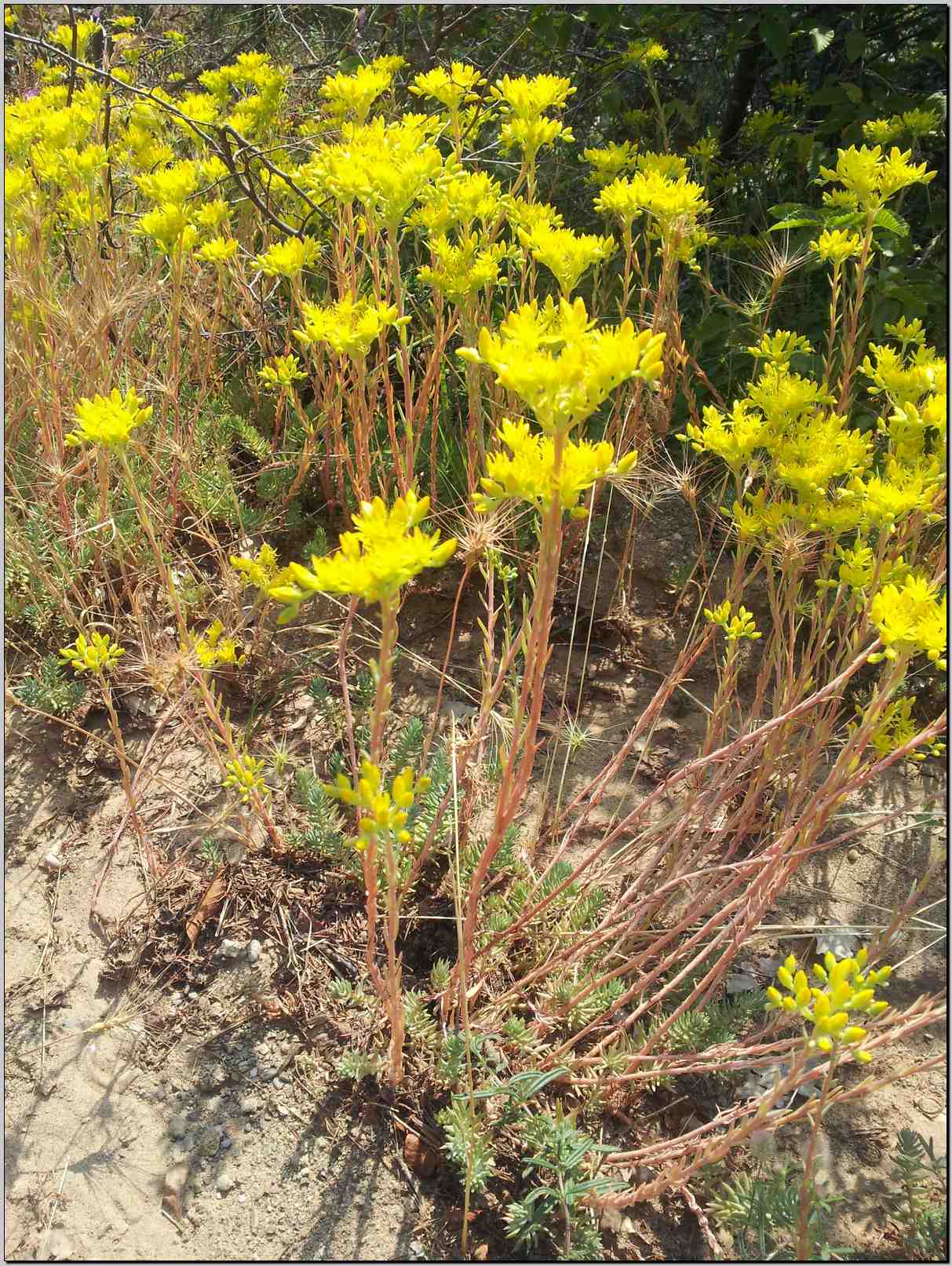 Sedum rupestre