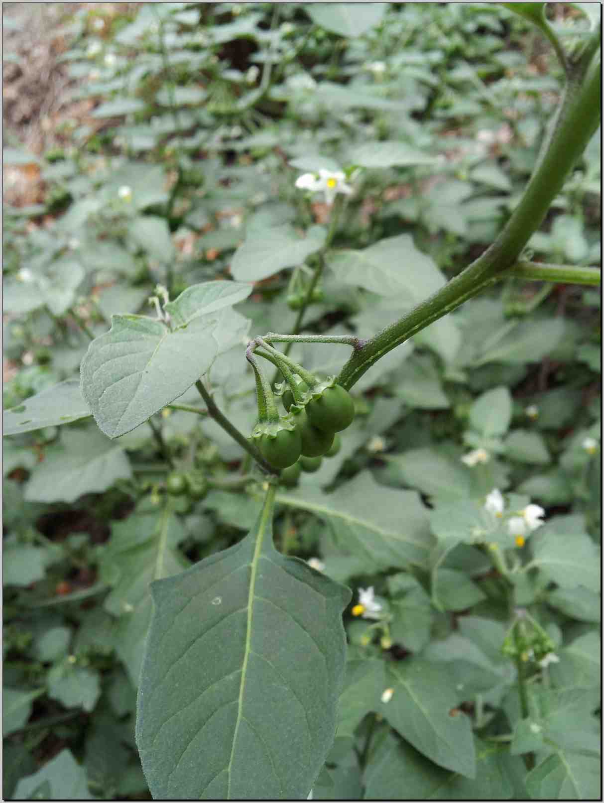 Solanum villosum