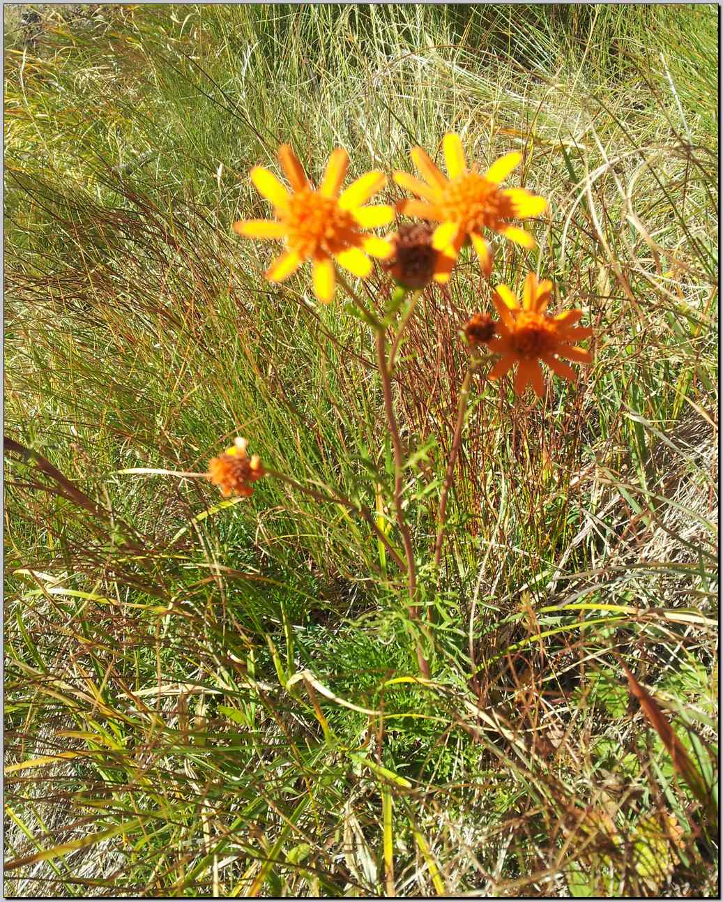 Jacobaea abrotanifolia / Senecio abrotanino