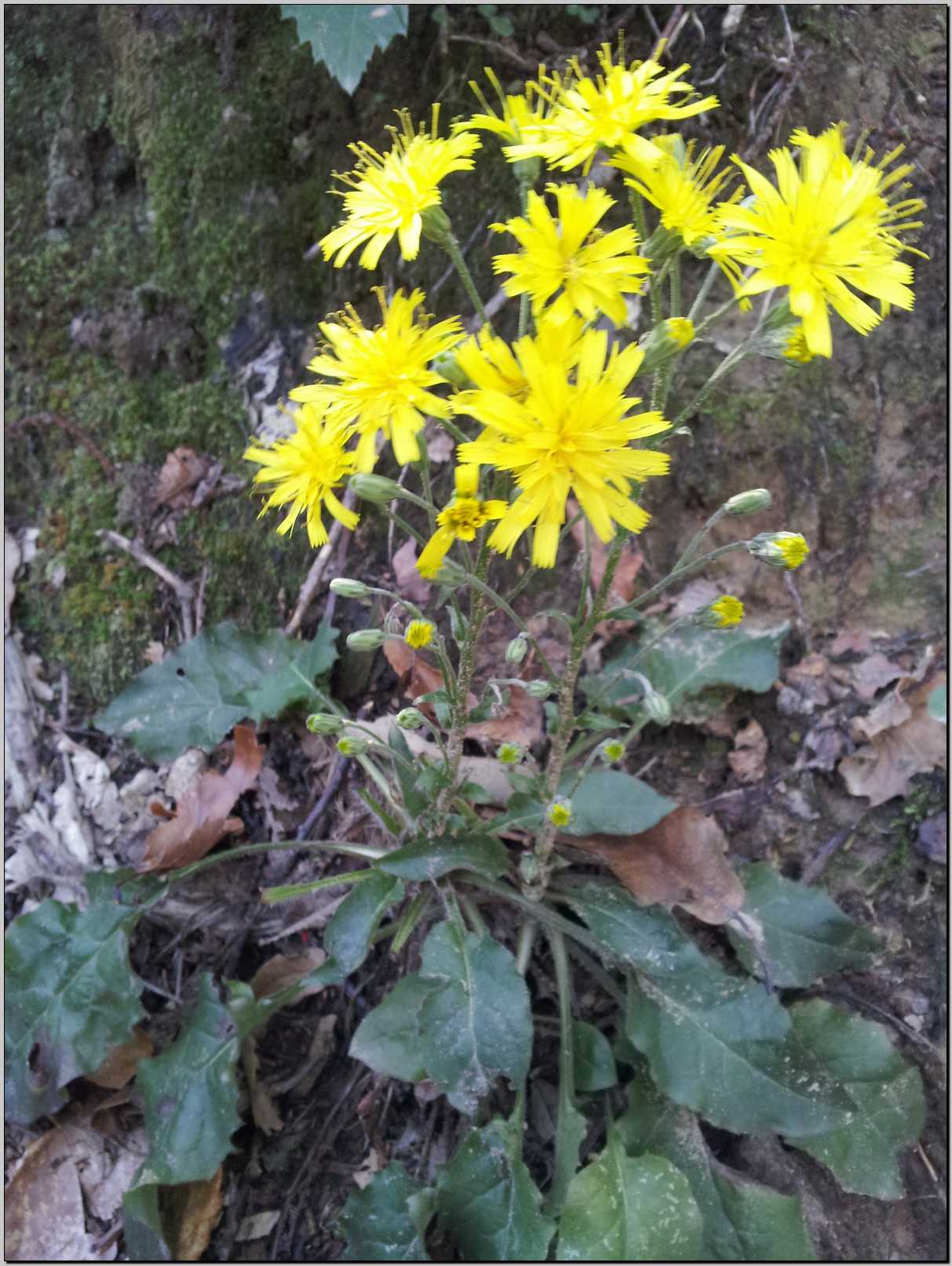 Hieracium racemosum / Sparviere racemoso