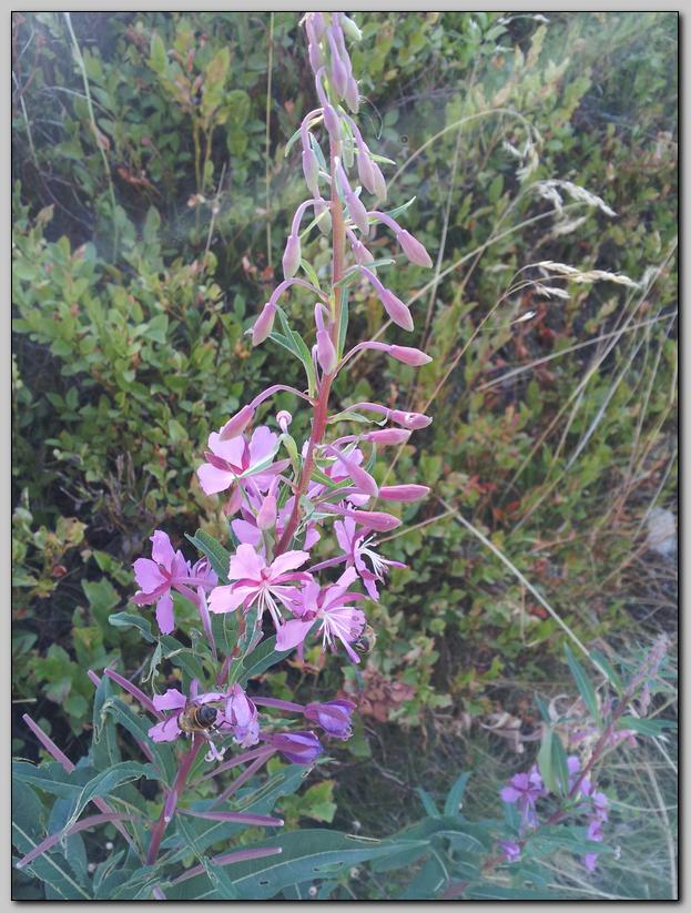 Chamaenerion angustifolium (ex Epilobium angustifolium)