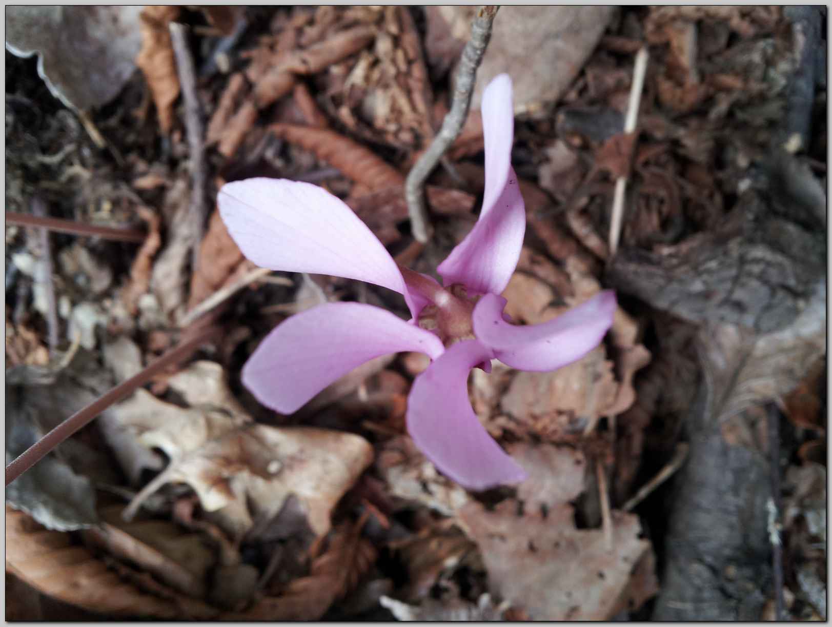 Cyclamen hederifolium