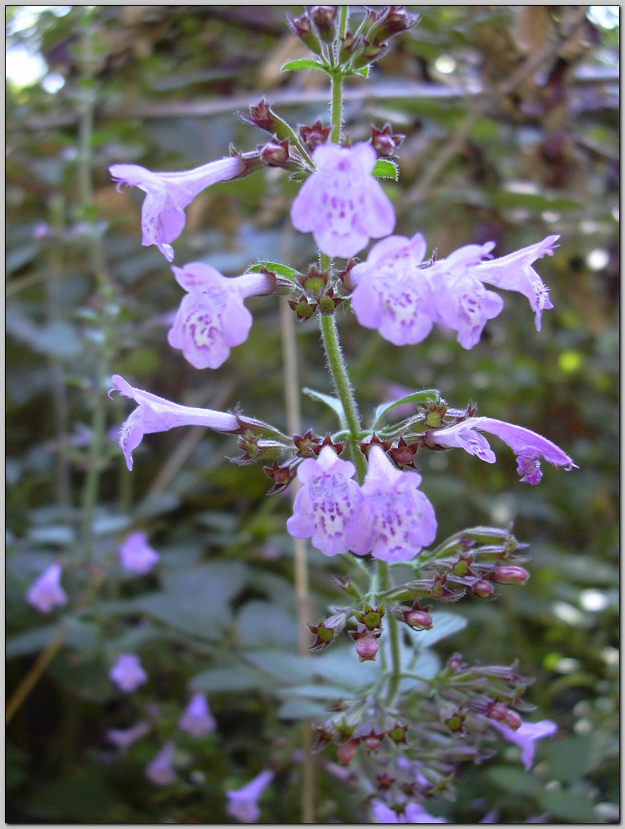 Clinopodium nepeta