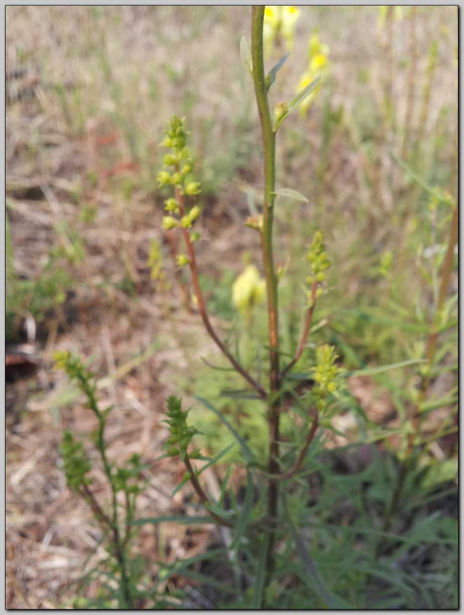 Linaria vulgaris