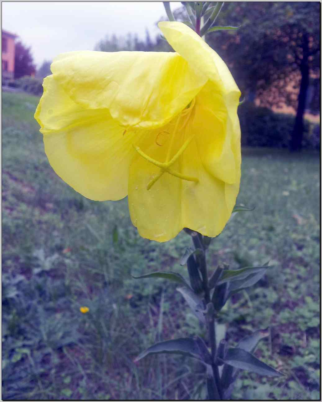 aiuto identificazione - Oenothera sp.