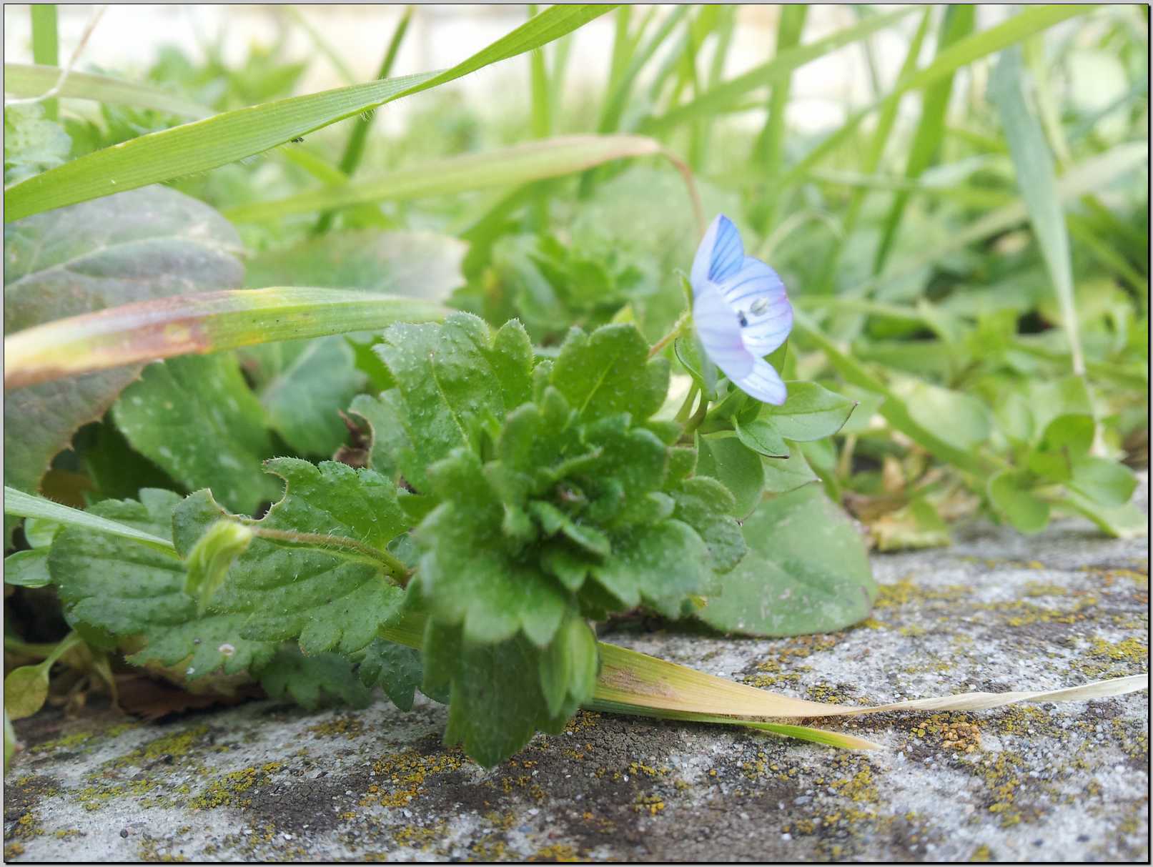 aiuto identificazione - Veronica cfr.  persica