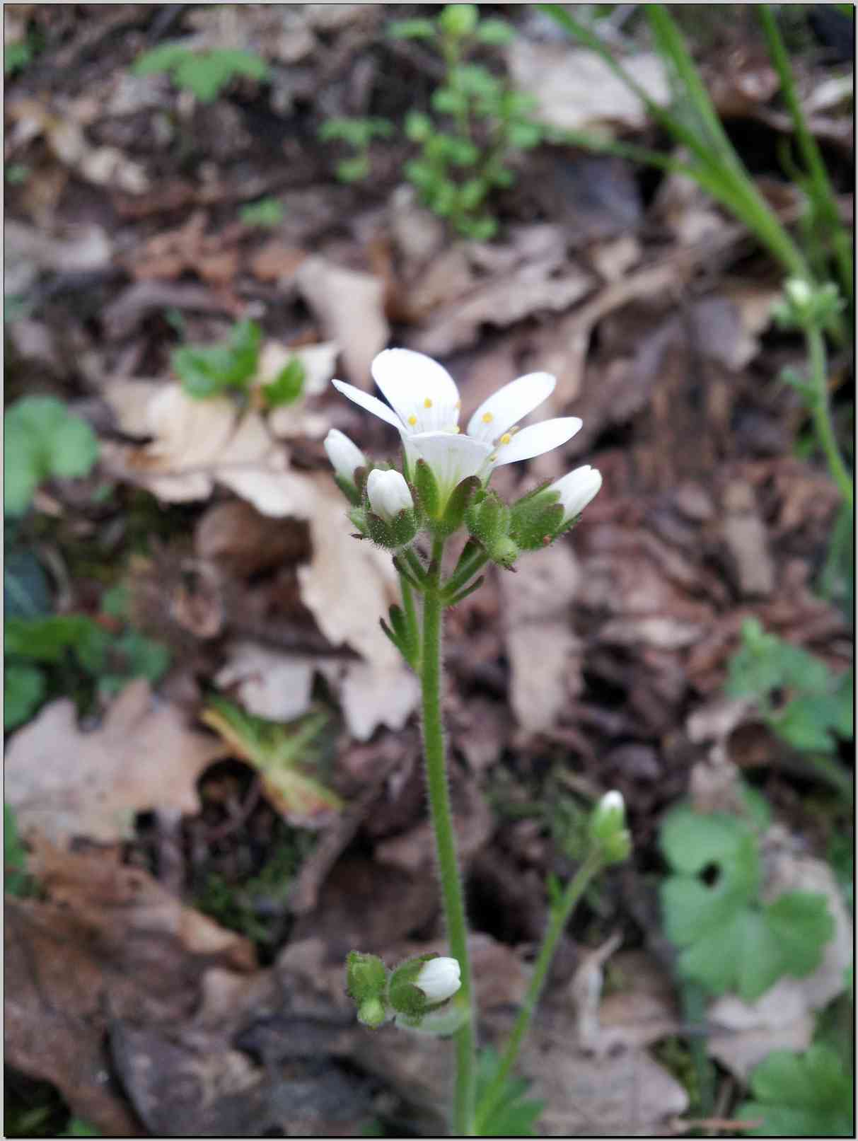 Saxifraga granulata / Sassifraga granulosa