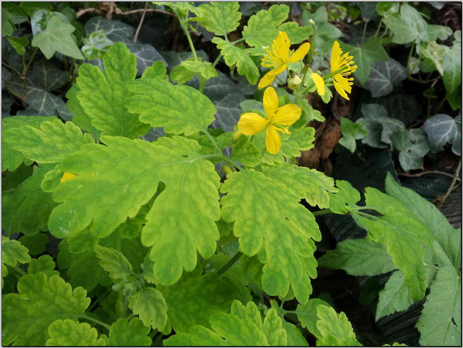 Chelidonium majus