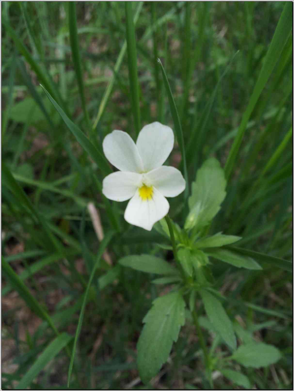 Viola tricolor