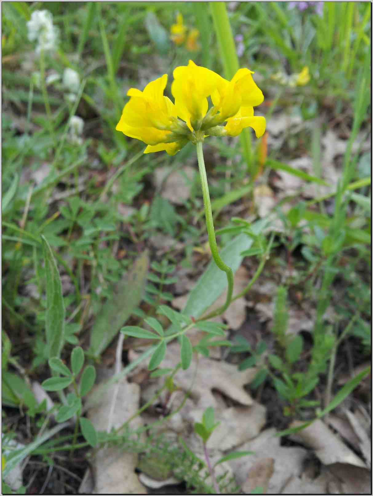 Hippocrepis comosa