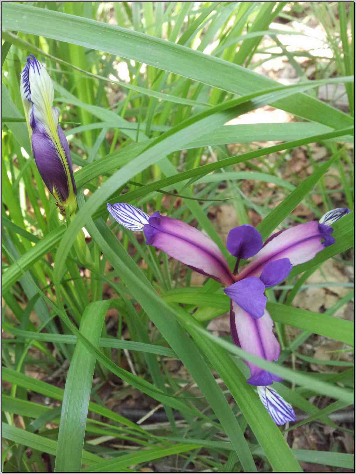 Iris graminea