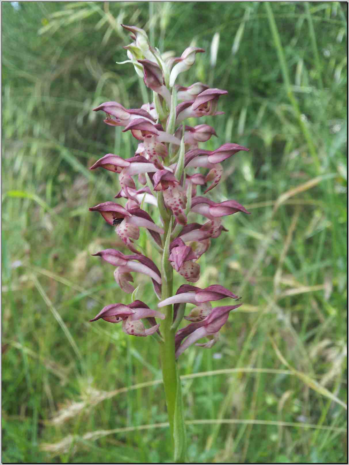 aiuto identificazione: Anacamptis coriophora subsp. fragrans