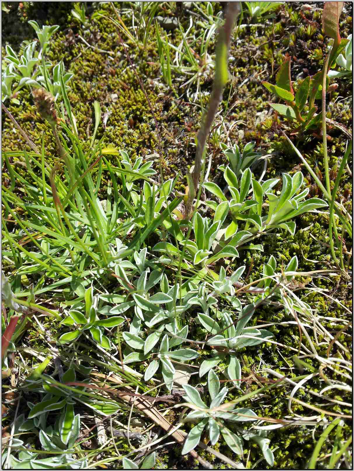 aiuto identificazione - Antennaria sp.