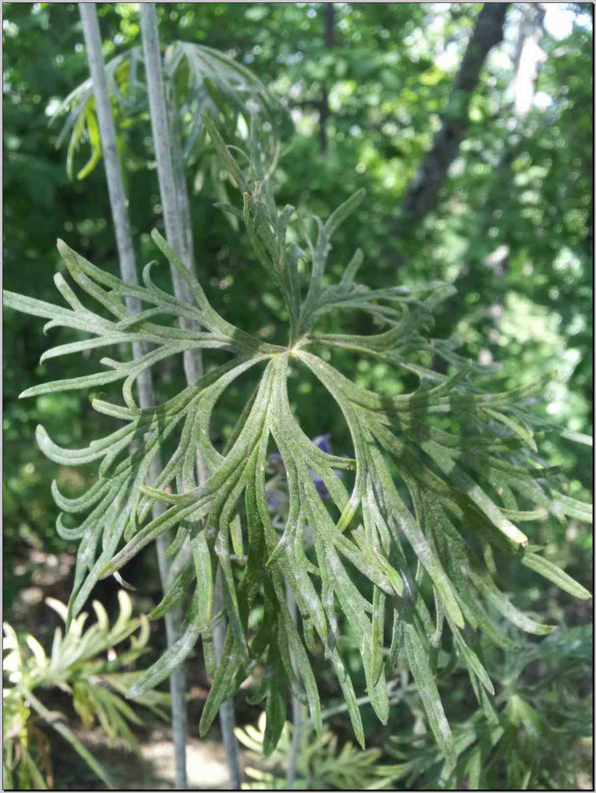 Delphinium cfr. fissum