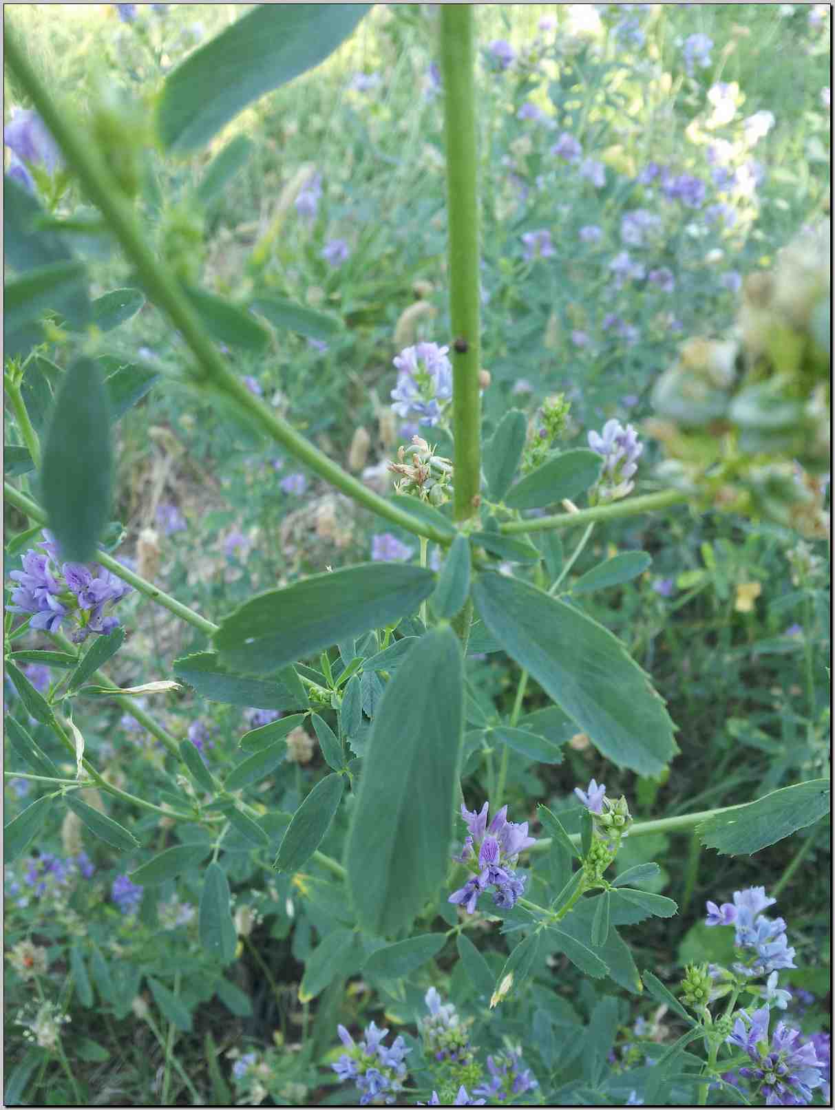 Medicago sativa