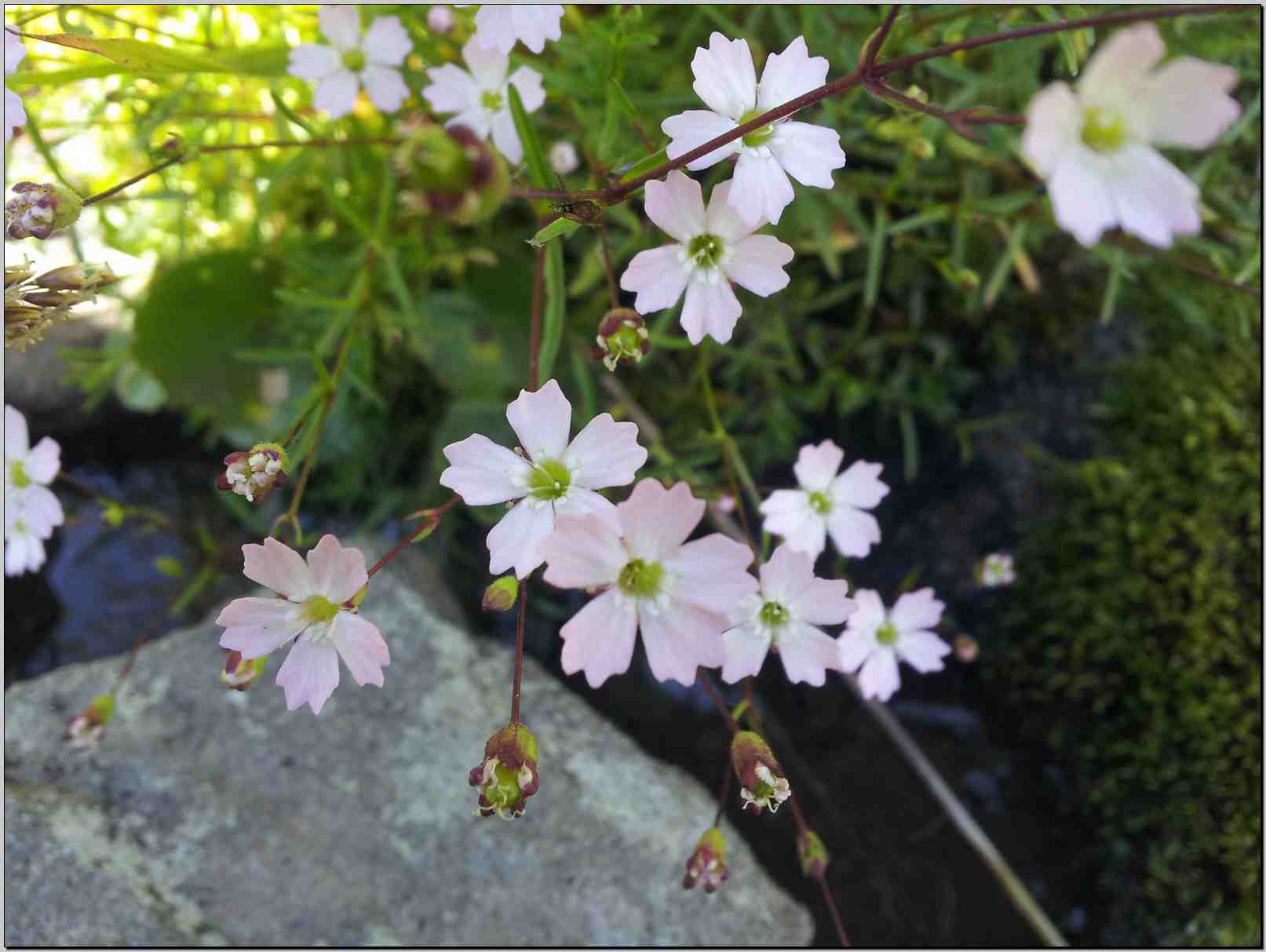 aiuto determinazione - Heliosperma alpestre/pusilla ?