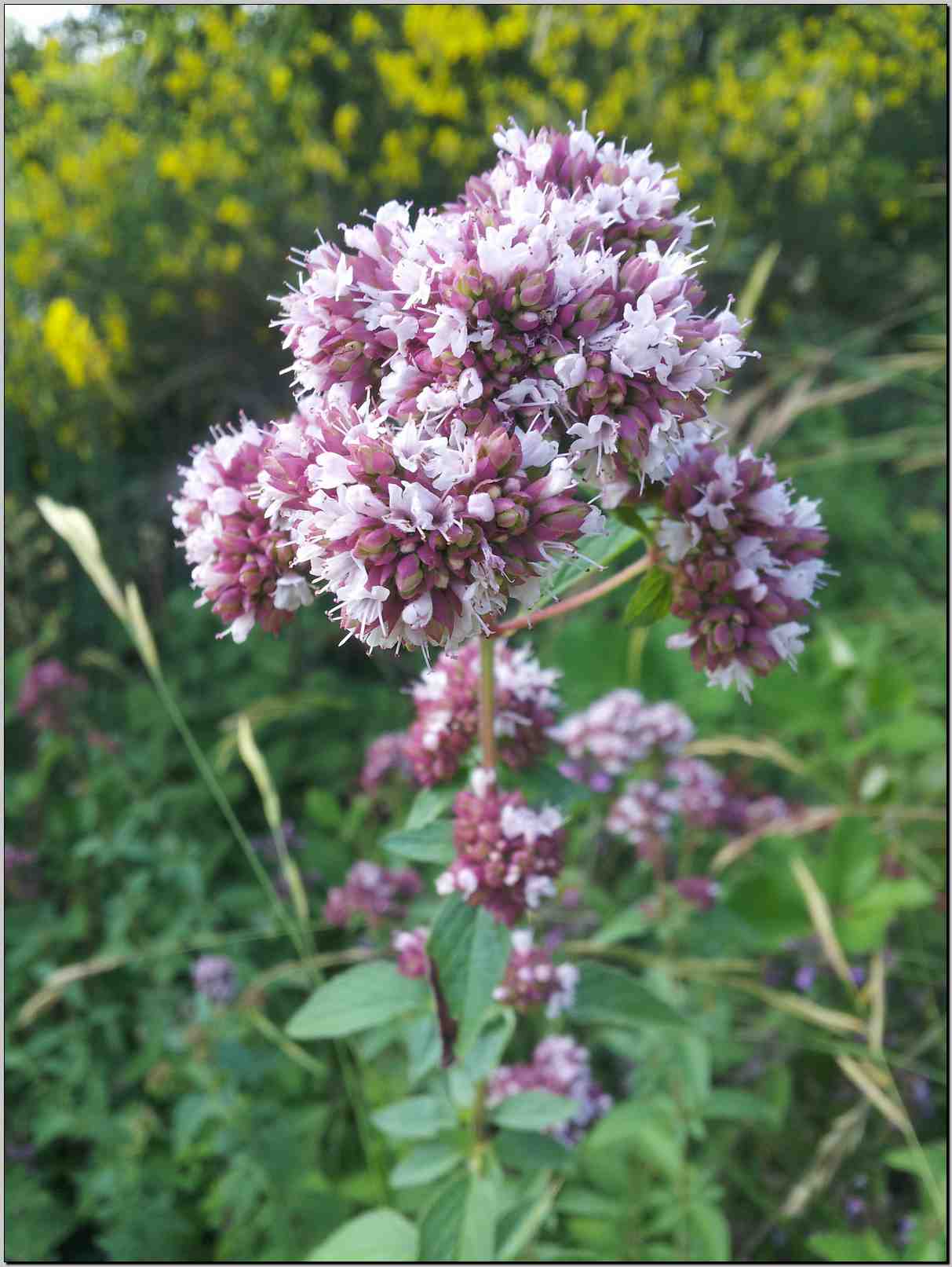 Origanum vulgare