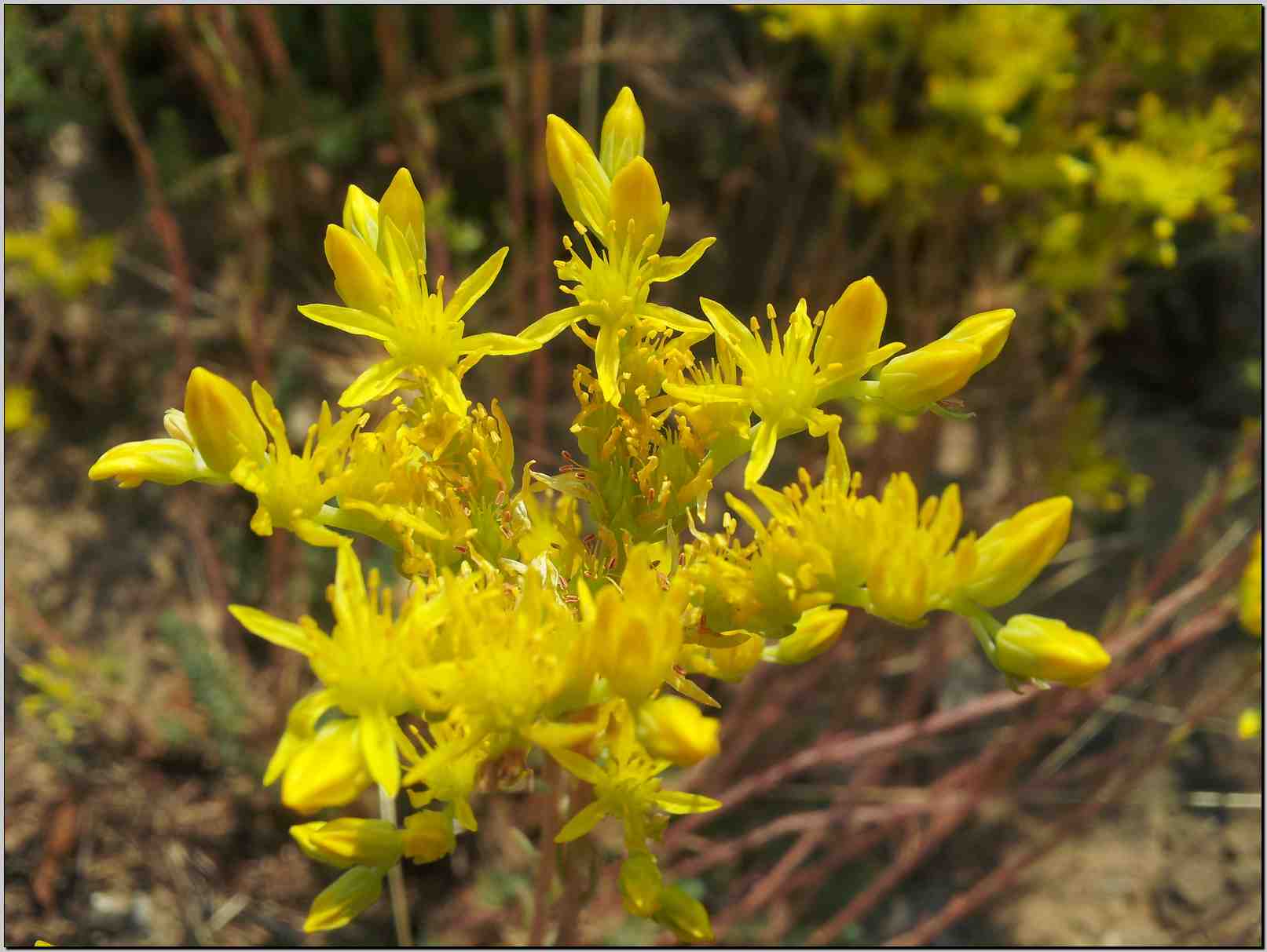 Sedum rupestre