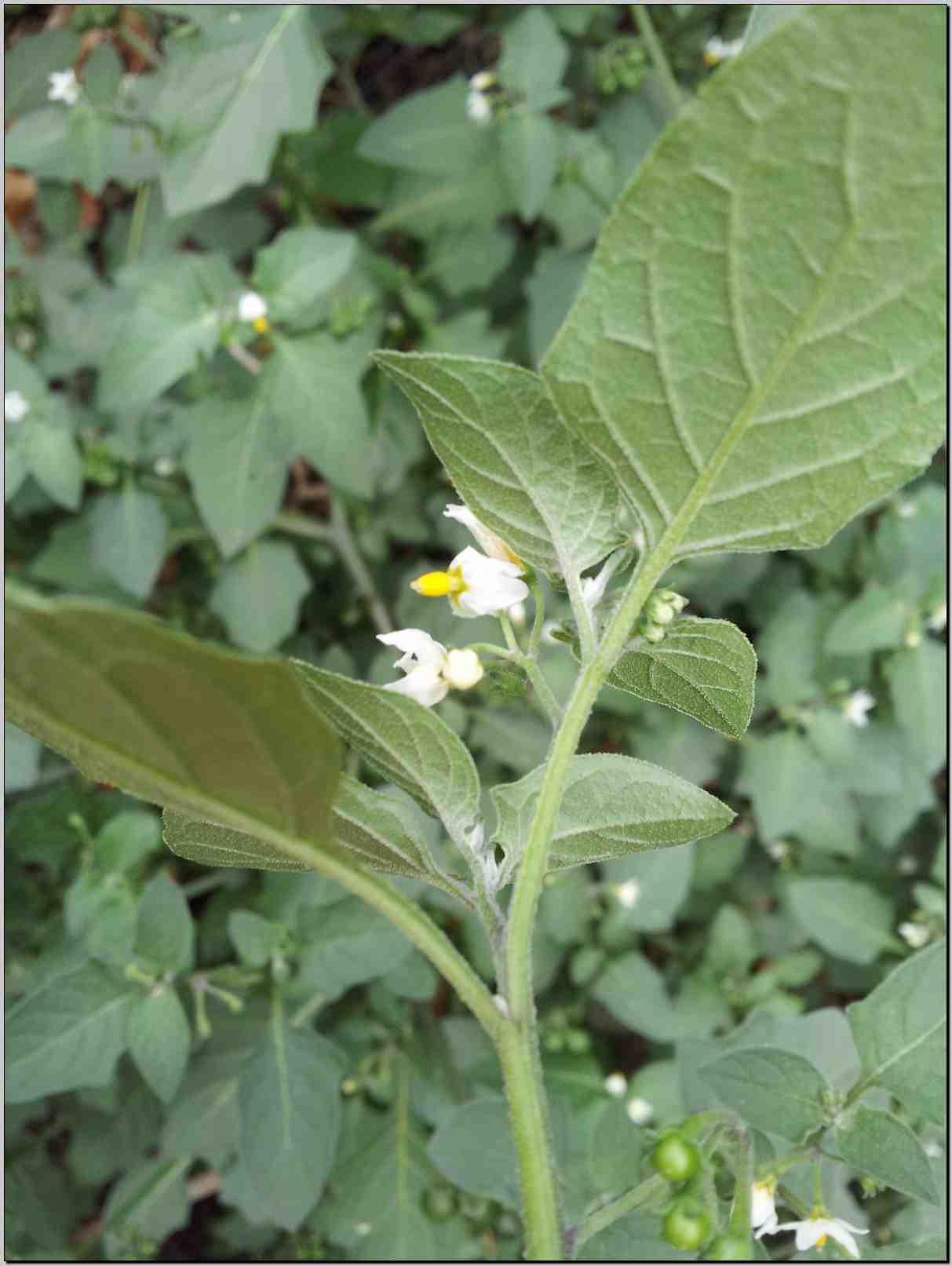 Solanum villosum