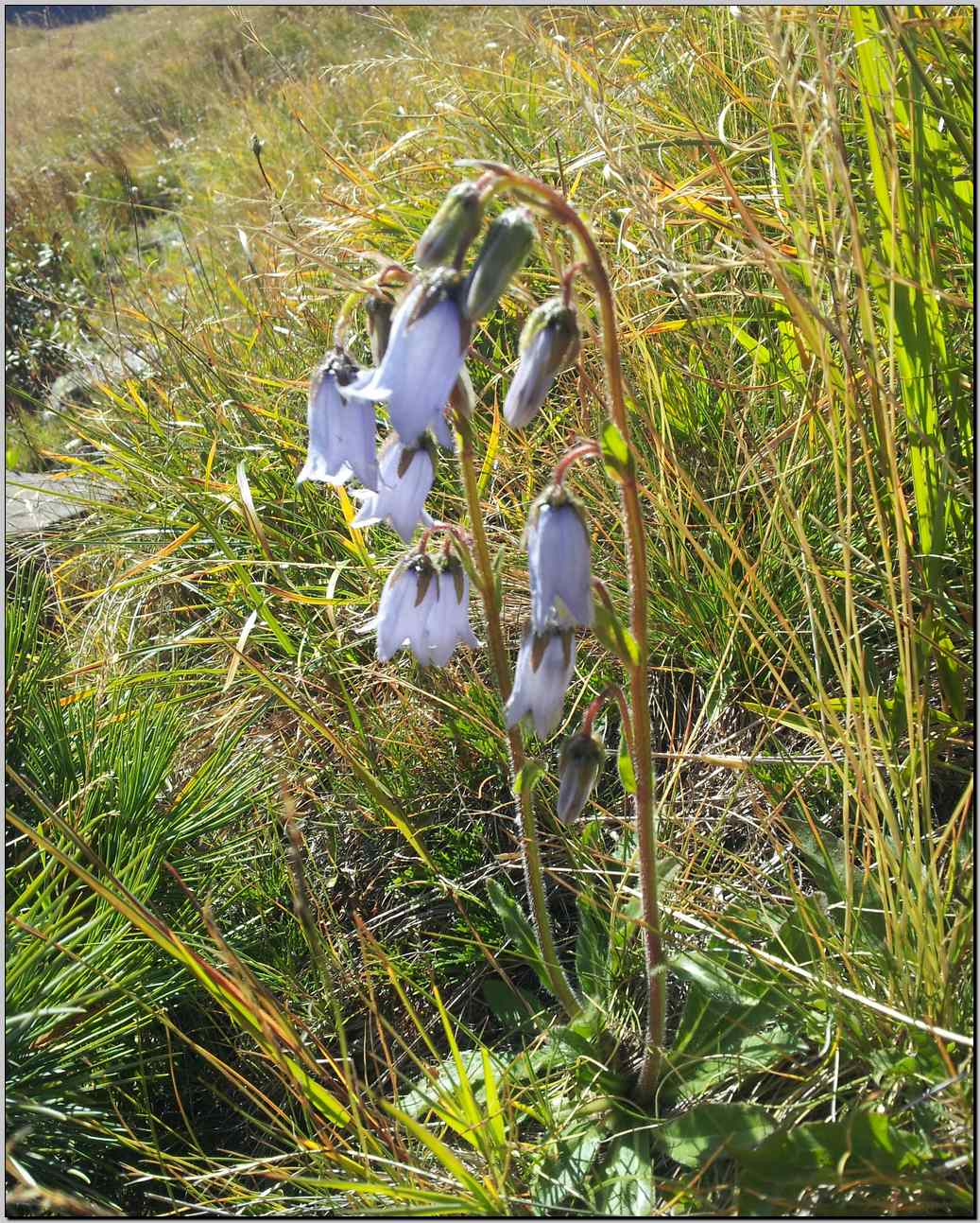 Campanula barbata