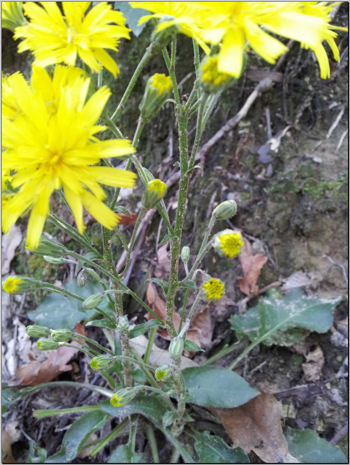 Hieracium racemosum / Sparviere racemoso