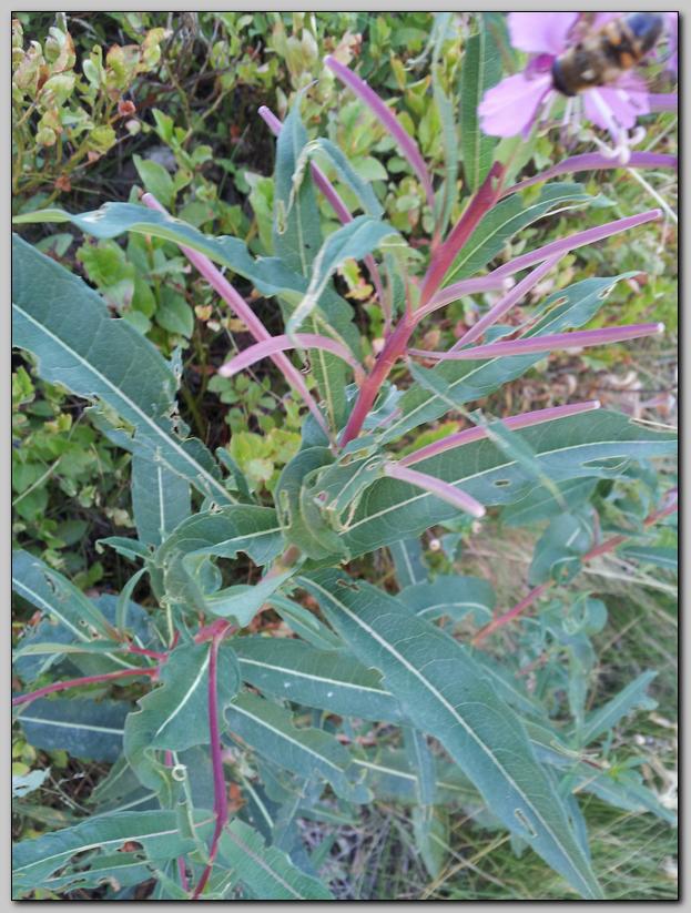 Chamaenerion angustifolium (ex Epilobium angustifolium)