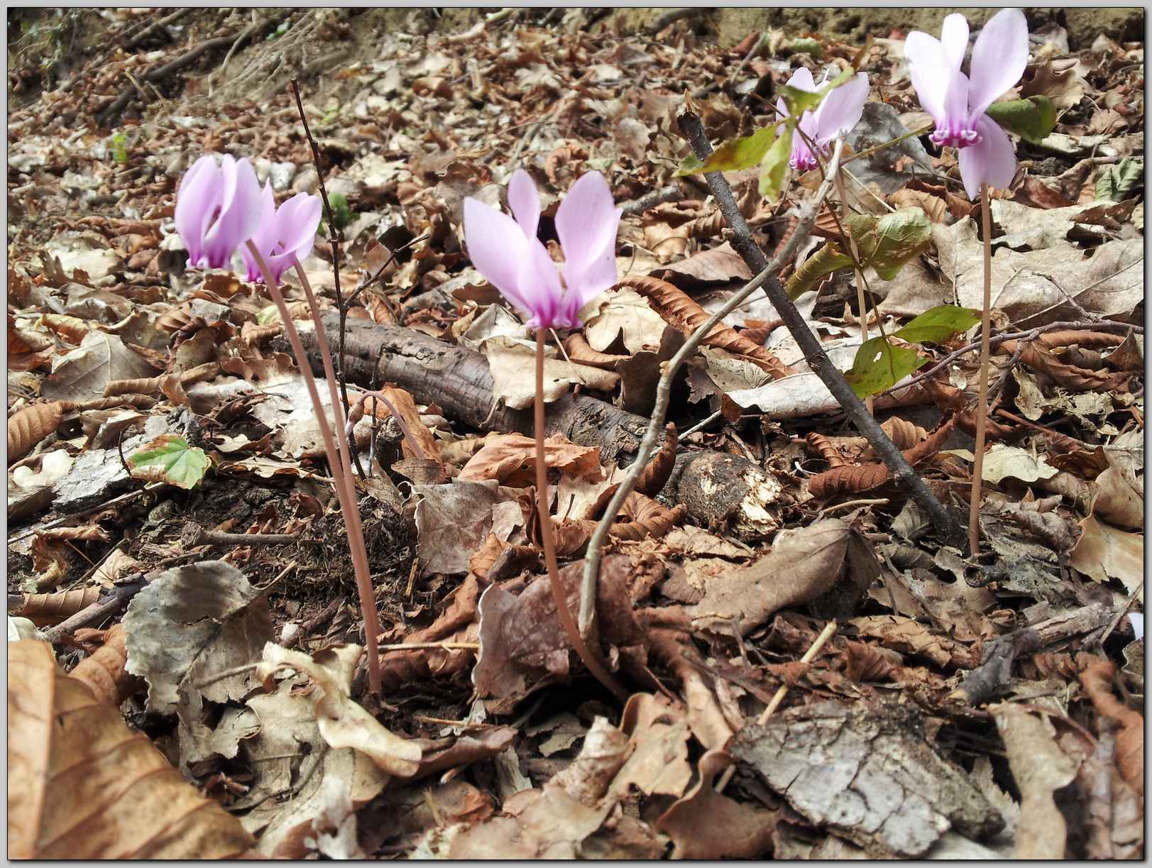 Cyclamen hederifolium