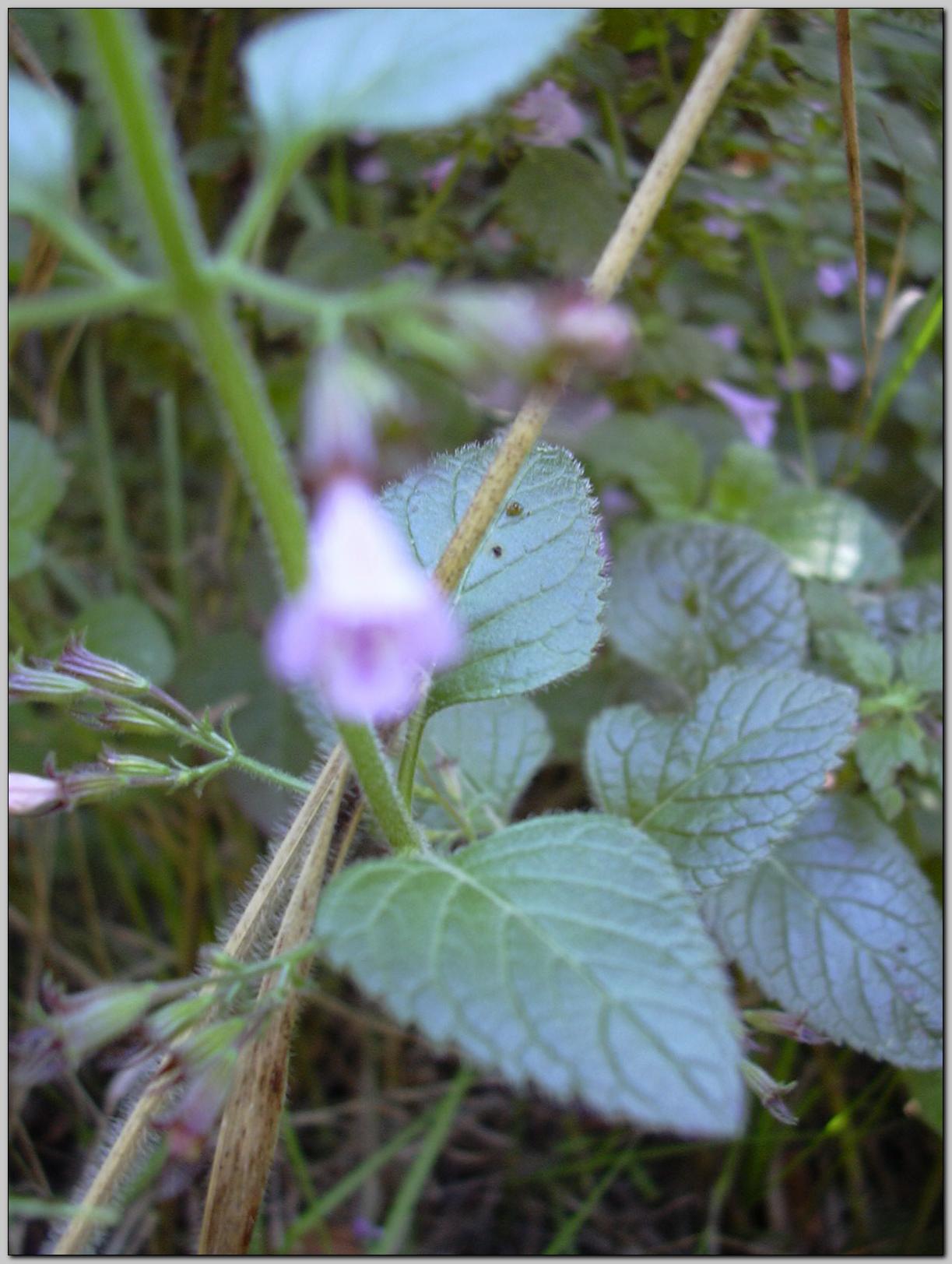 Clinopodium nepeta