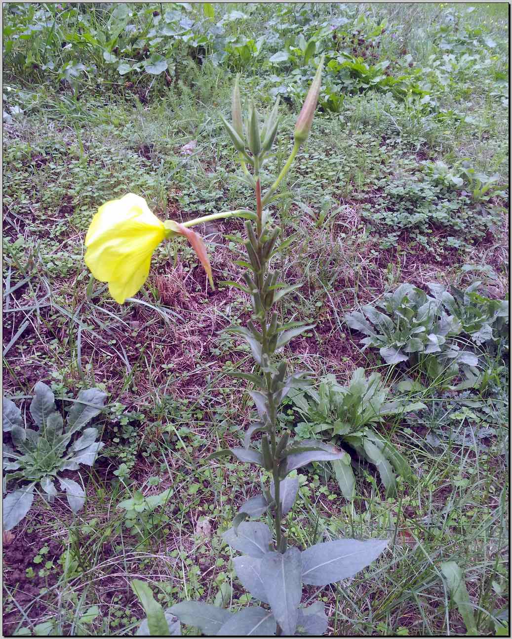 aiuto identificazione - Oenothera sp.