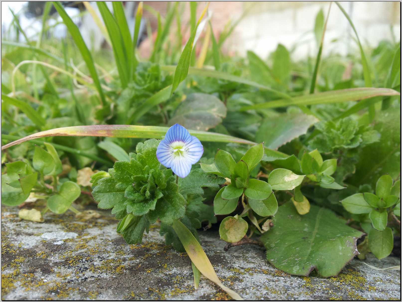 aiuto identificazione - Veronica cfr.  persica