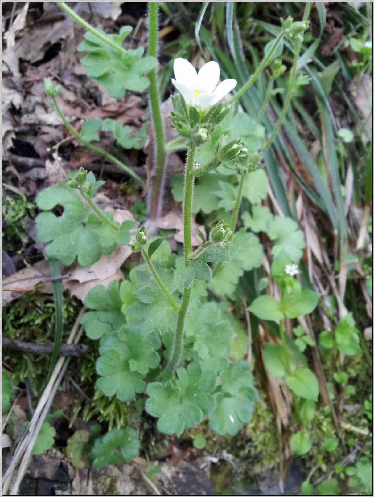 Saxifraga granulata / Sassifraga granulosa