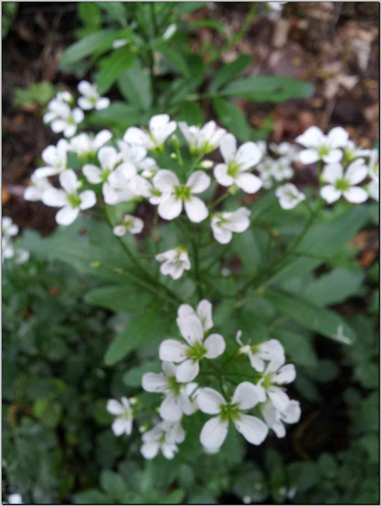 Cardamine heptaphylla