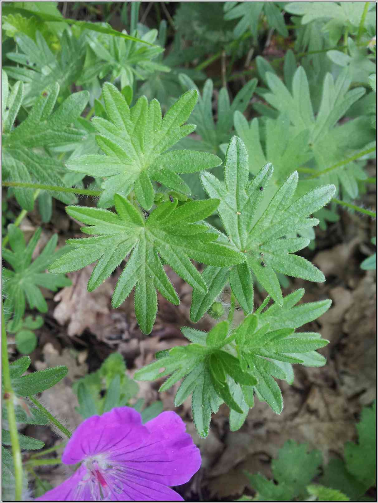 Geranium sanguineum