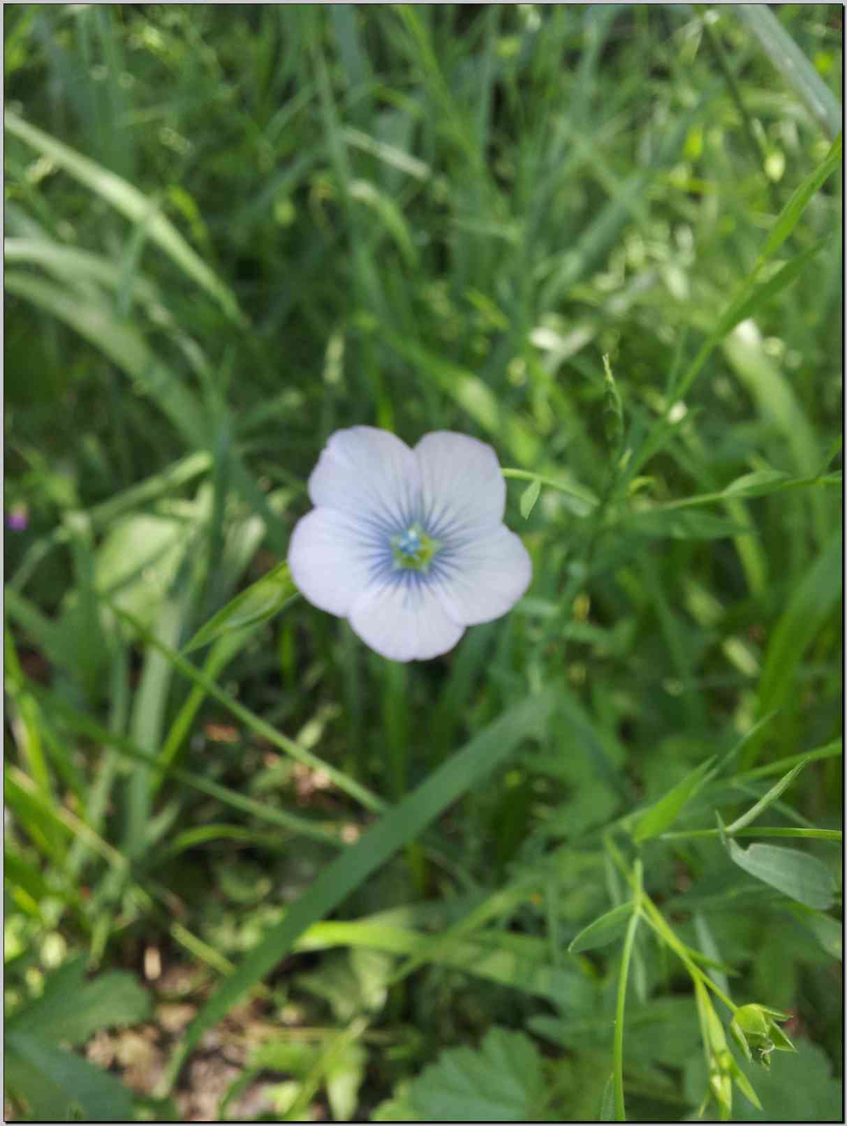 Linum bienne