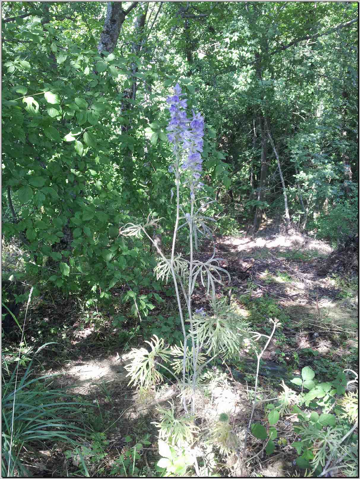 Delphinium cfr. fissum