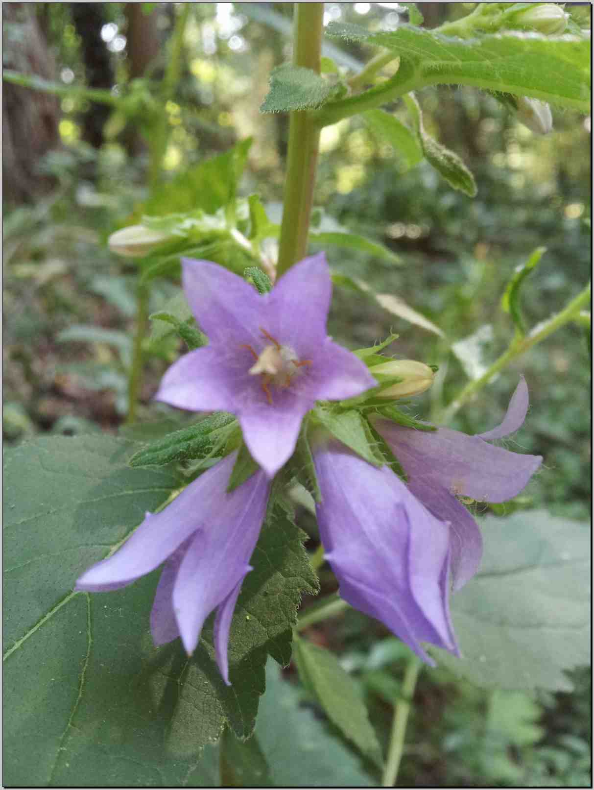 Campanula trachelium