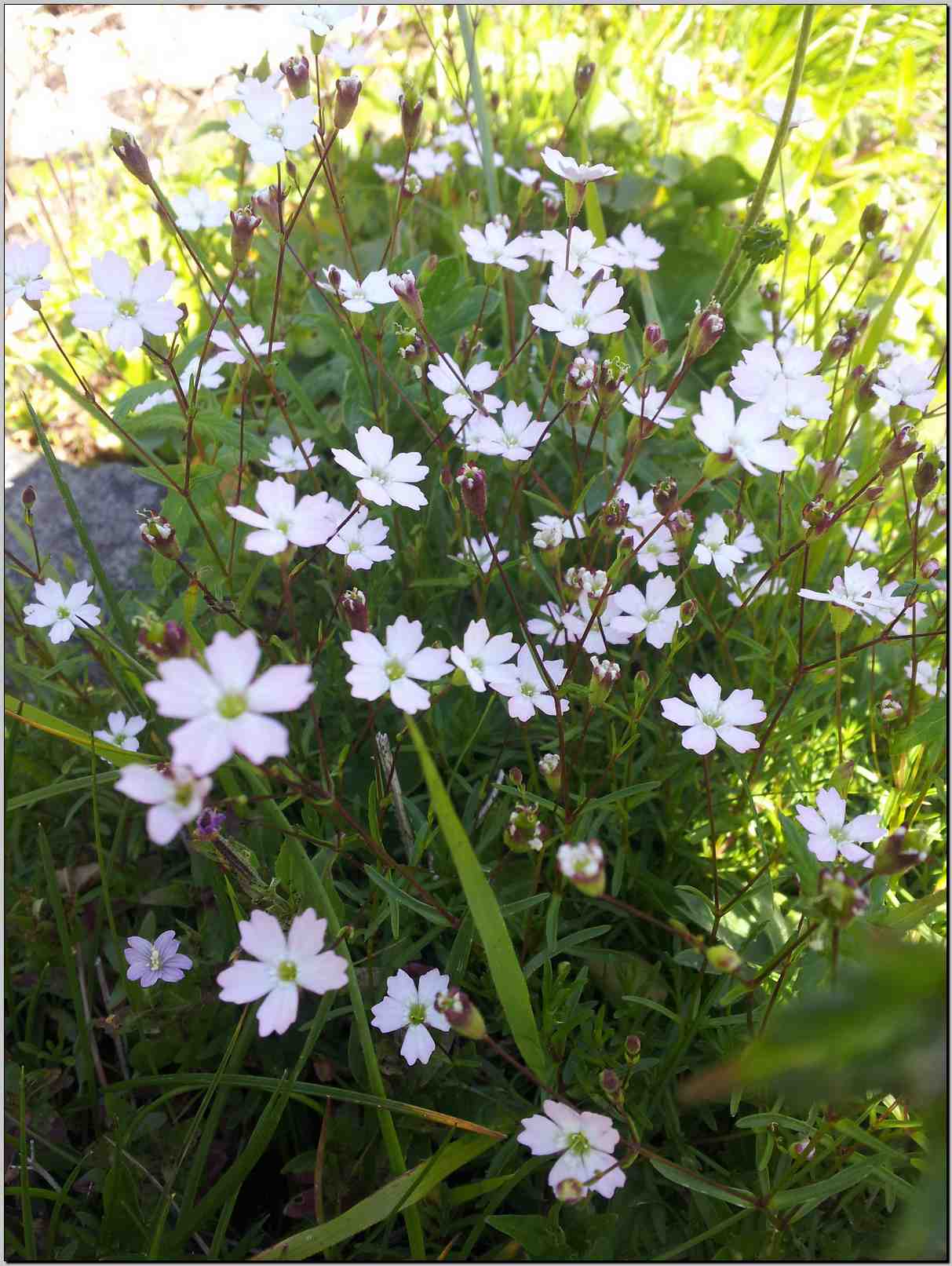 aiuto determinazione - Heliosperma alpestre/pusilla ?