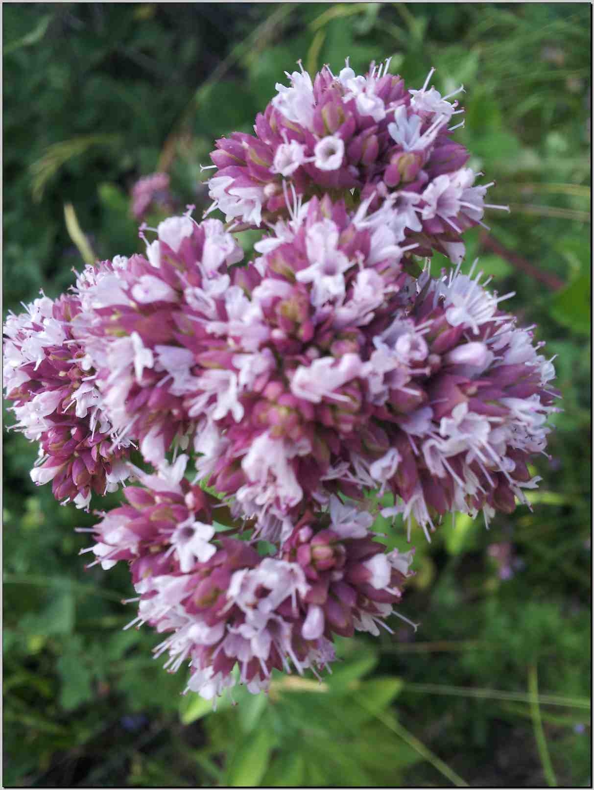 Origanum vulgare