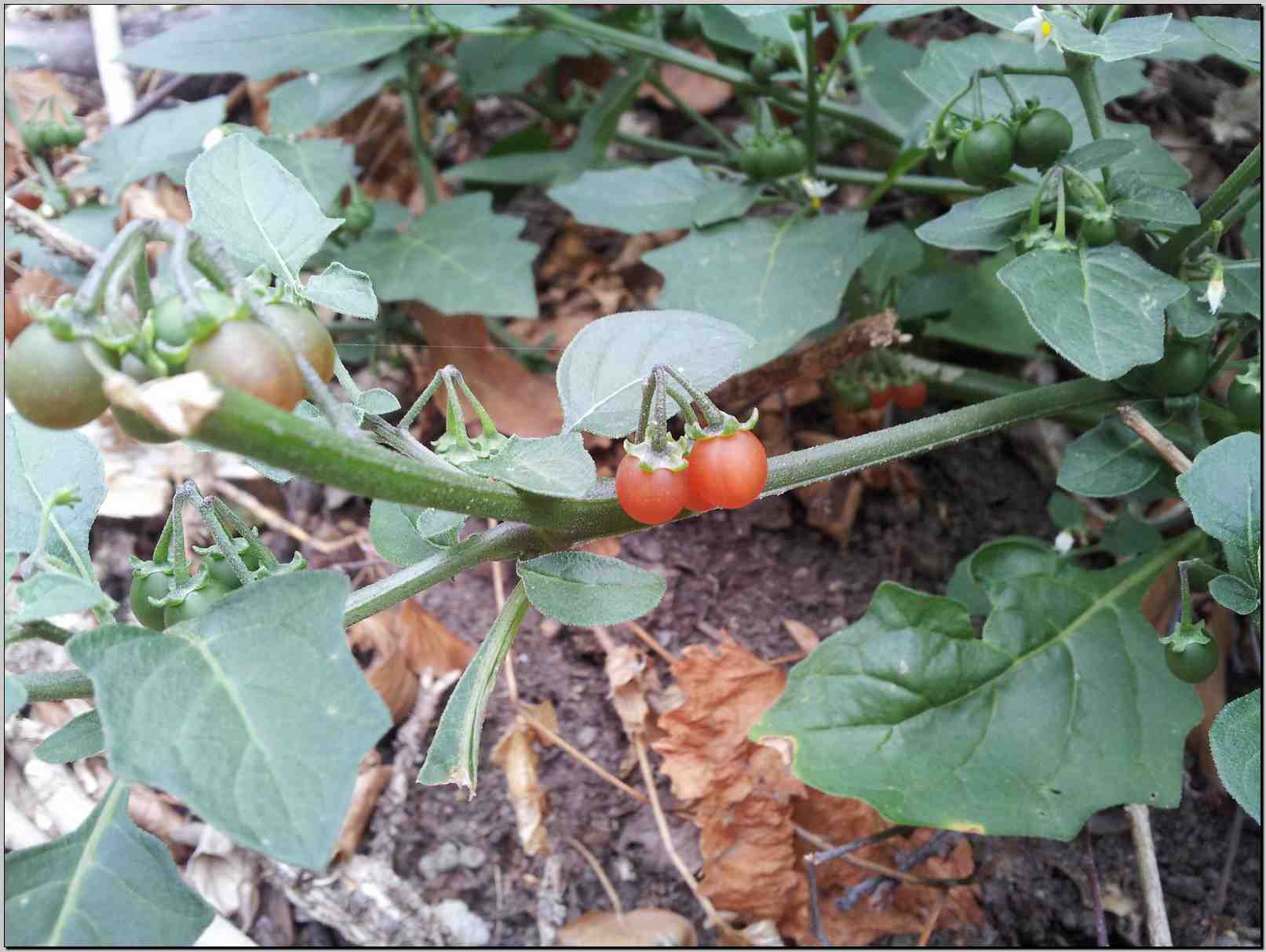 Solanum villosum