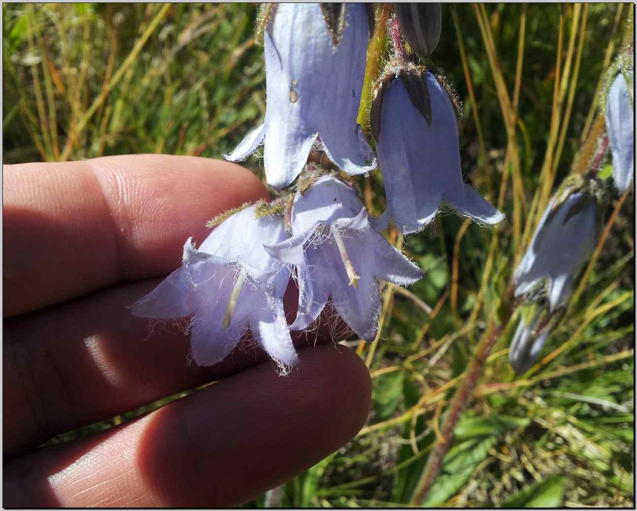 Campanula barbata