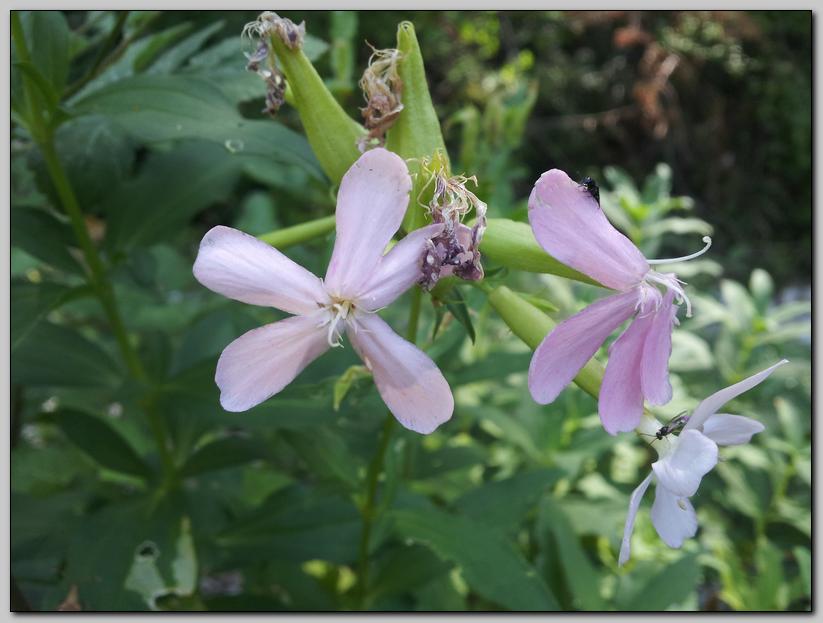 Saponaria officinalis