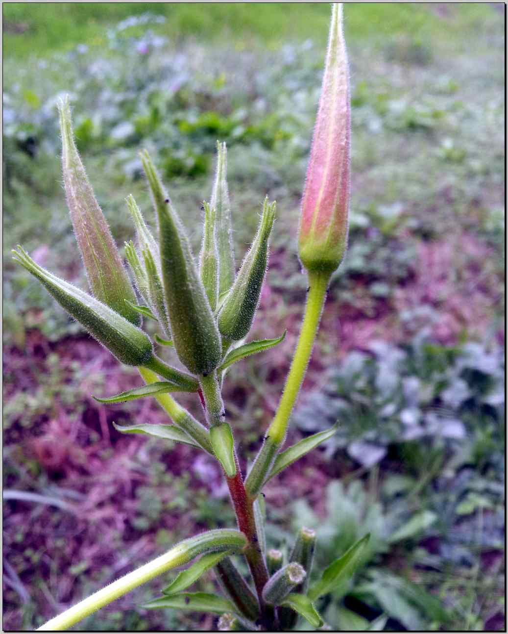 aiuto identificazione - Oenothera sp.