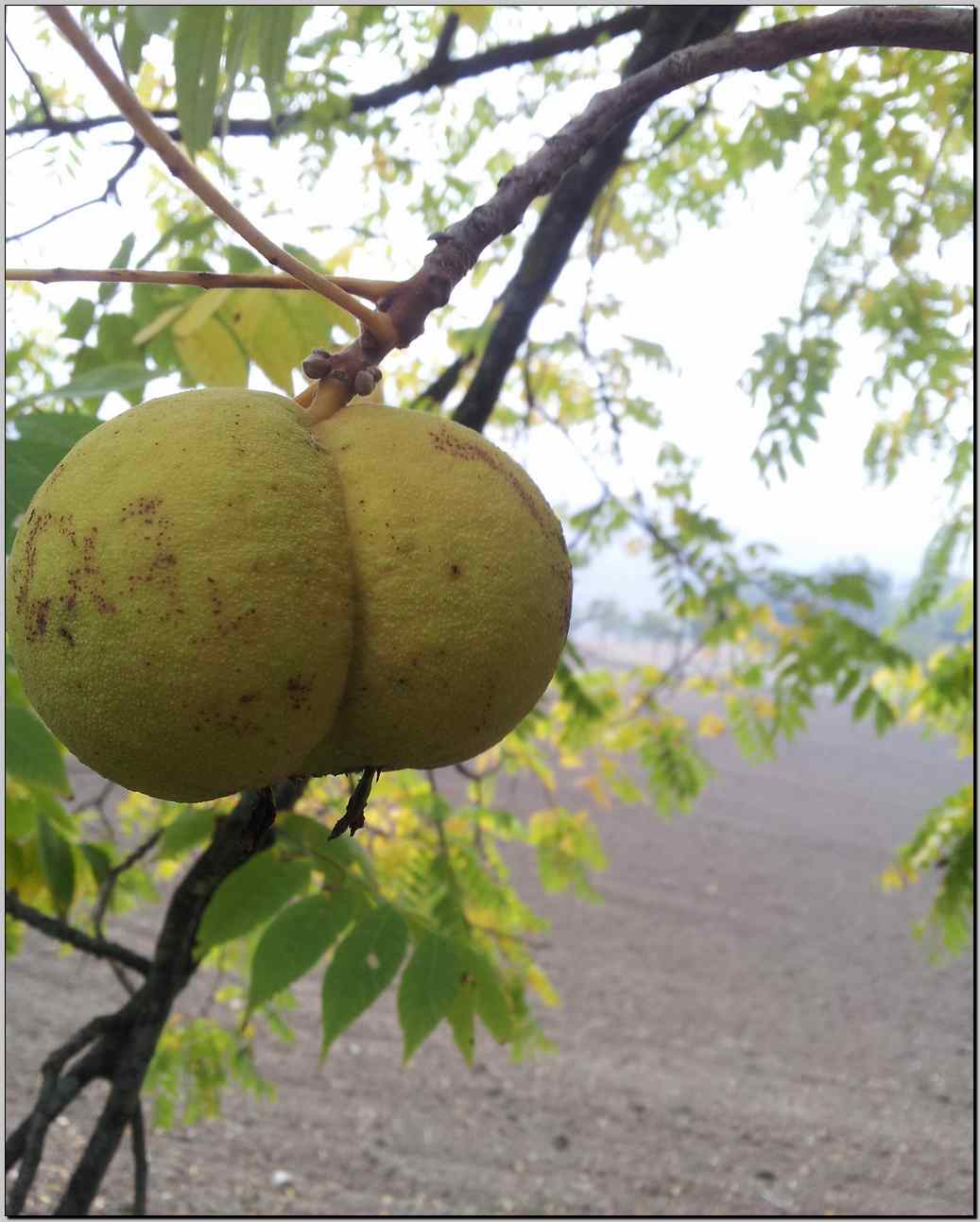 aiuto determinazione - Juglans nigra