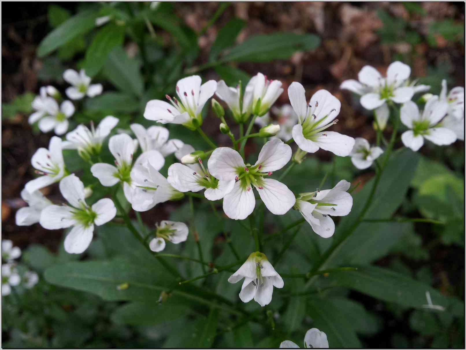 Cardamine heptaphylla