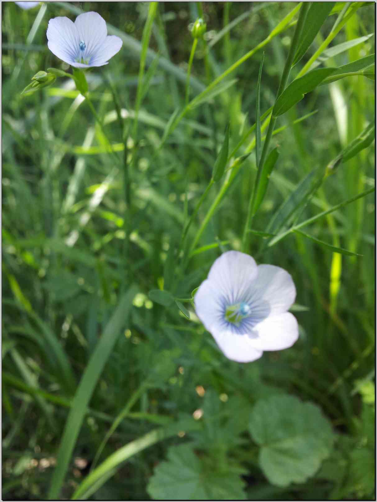 Linum bienne