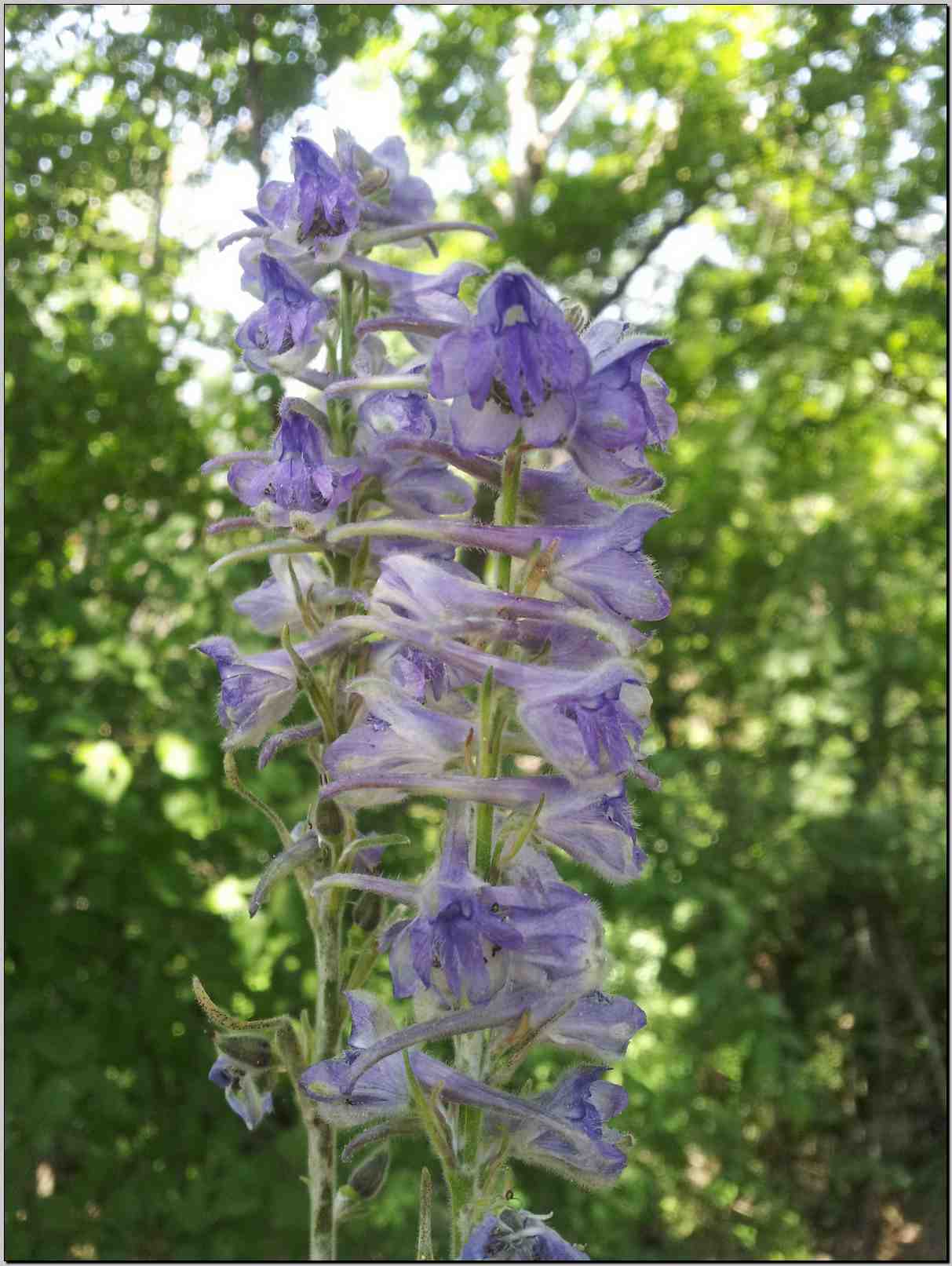 Delphinium cfr. fissum