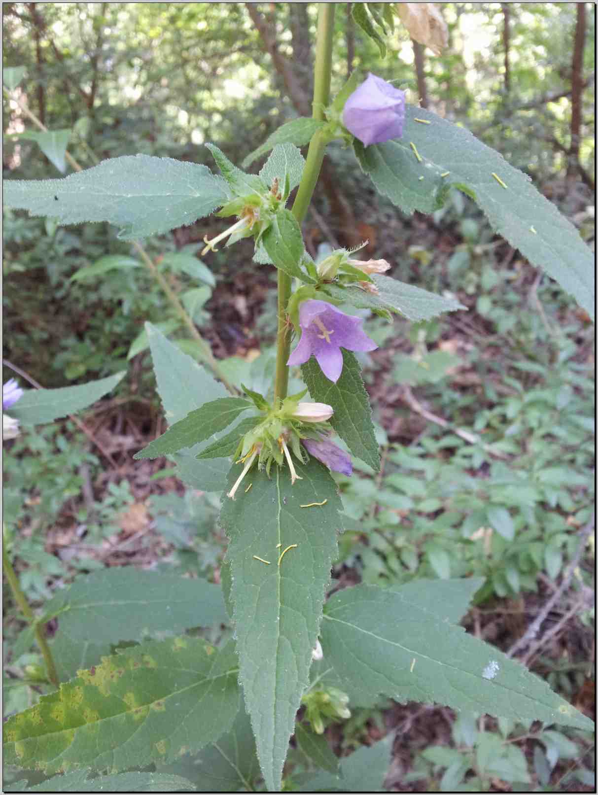 Campanula trachelium