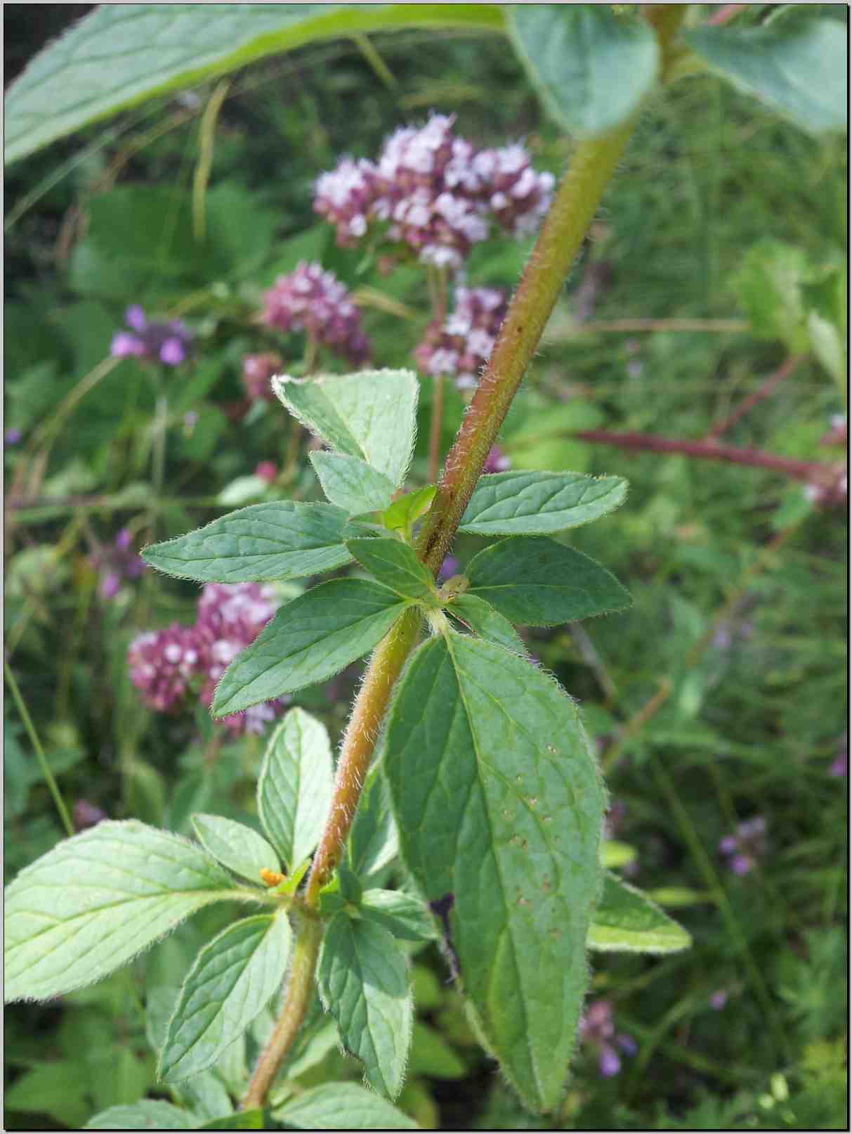 Origanum vulgare