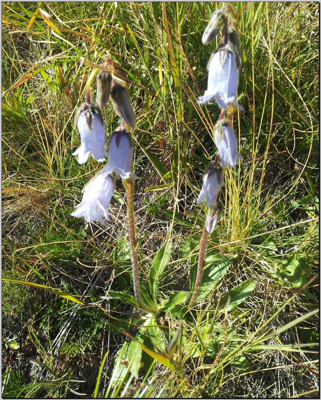 Campanula barbata